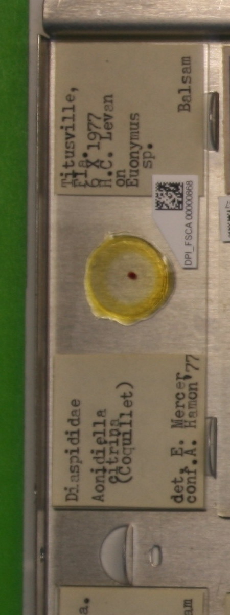 Aonidiella citrina thumbnail